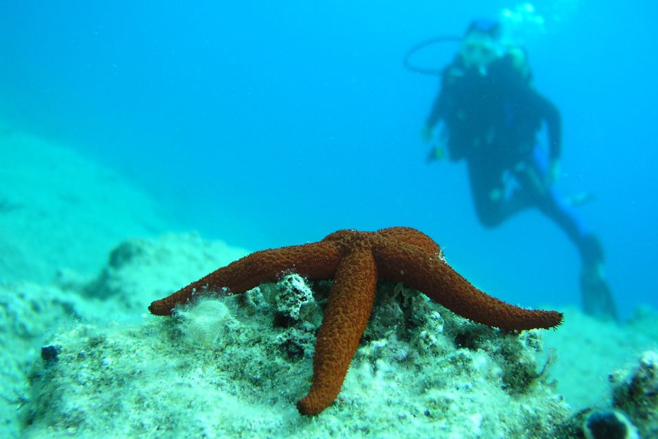 Scuba Diving Tour in Bodrum