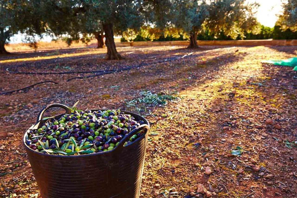 Bodrum: Guided Olive Grove Helicopter Tour and Aegean Brunch