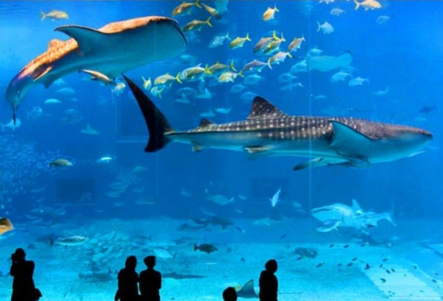 Istanbul Aquarium Ticket & Shuttle Bus