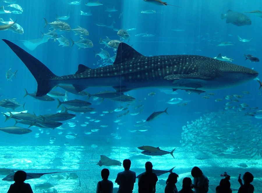 Istanbul Aquarium Ticket & Shuttle Bus